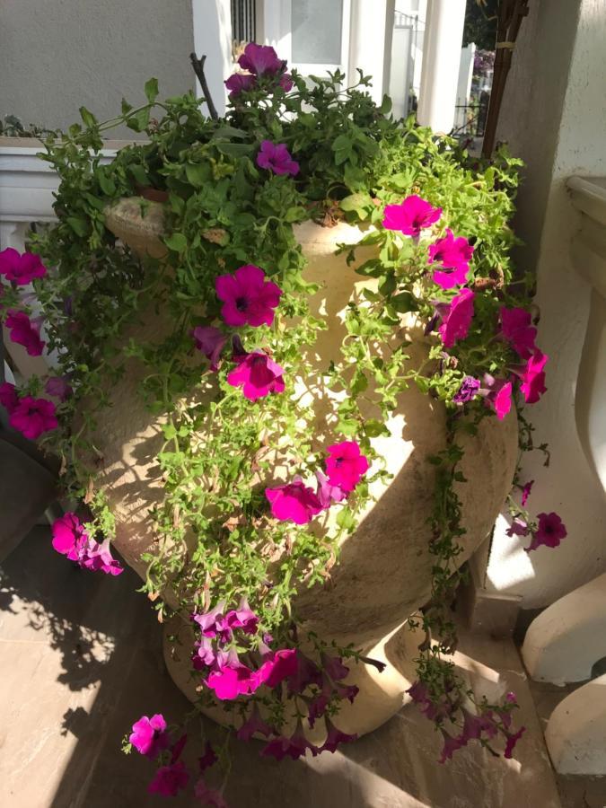 דוברה וודה Guesthouse Oaza Emi מראה חיצוני תמונה